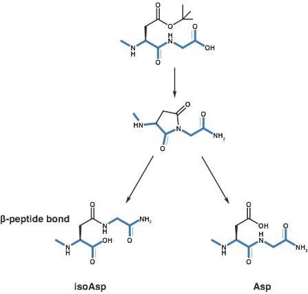 天門冬醯亞胺重排(Aspartimide Rearrangement)示意圖